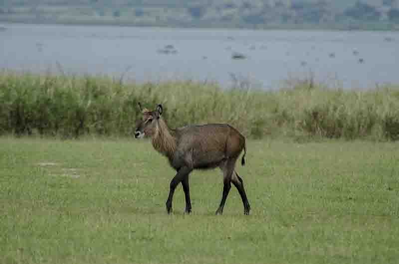 133 - Antilope De Agua - parque nacional de las cataratas Murchison - Uganda